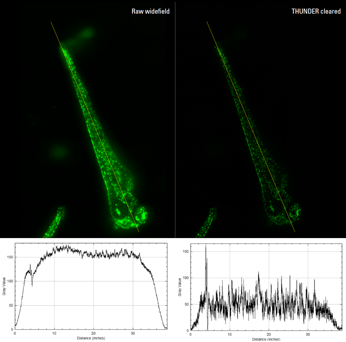 Large FOV image of an entire zebrafish embryo with GFP‑tagged melanocytes (green)