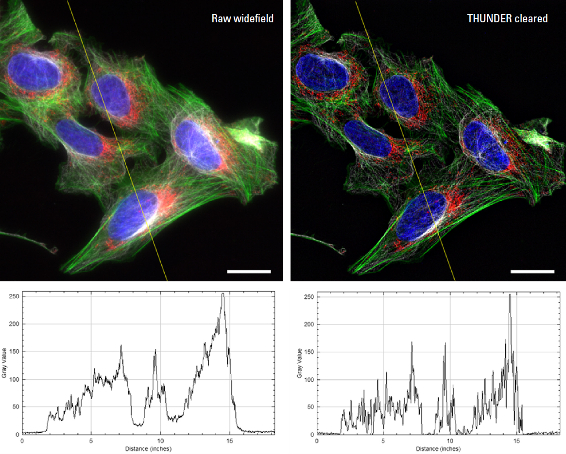 High resolution, high magnification images of U2OS human osteosarcoma cells, stained with DAPI (nuclei, blue), Alexa Fluor 488 Phalloidin (F‑actin, green),&nbsp;MitoTracker Red (mitochondria, red), and Alexa Fluor 647 Anti‑tubulin (tubulin, white)