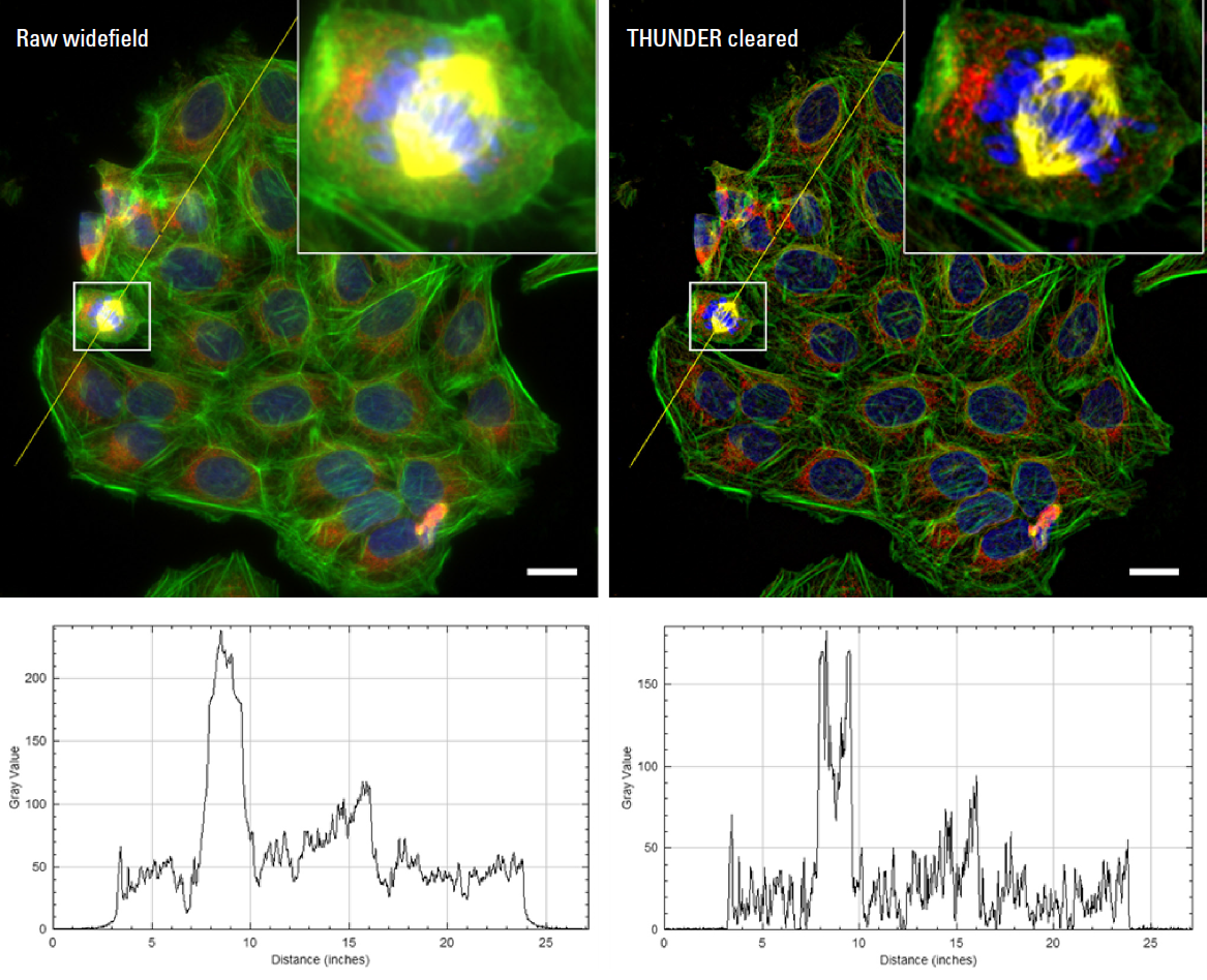 High resolution, high magnification images of U2OS human osteosarcoma cells, stained with DAPI (nuclei, blue), Alexa Fluor 488 Phalloidin (F‑actin, green), MitoTracker Red (mitochondria, red), and Alexa Fluor 647 Anti‑tubulin (tubulin, white)
