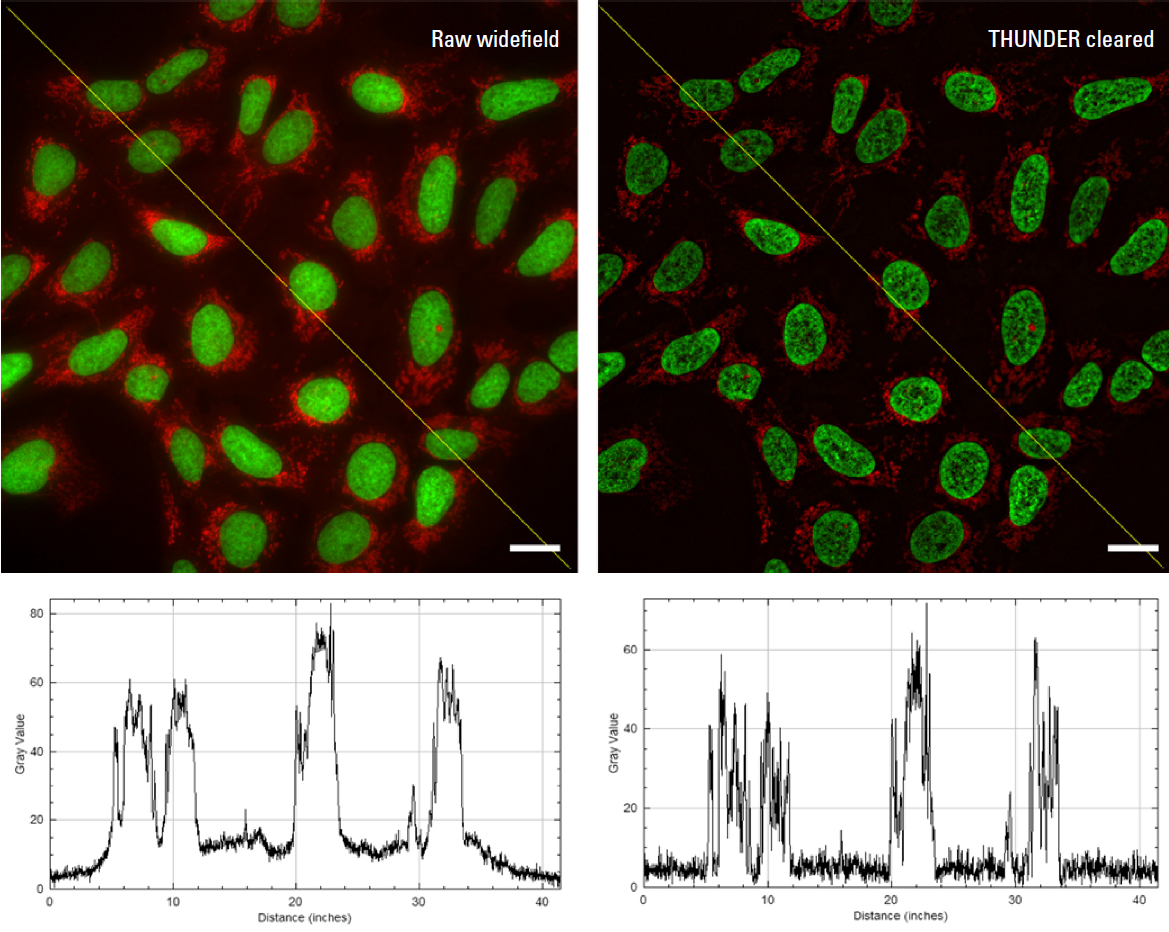High resolution, high magnification images of U2OS human osteosarcoma cells, stained with DAPI (nuclei, blue), Alexa Fluor 488 Phalloidin (F‑actin, green), MitoTracker Red (mitochondria, red), and Alexa Fluor 647 Anti‑tubulin (tubulin, white)