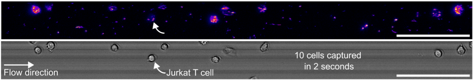 Jurkat T cells imaged under flow using dual Prime BSI Express cameras