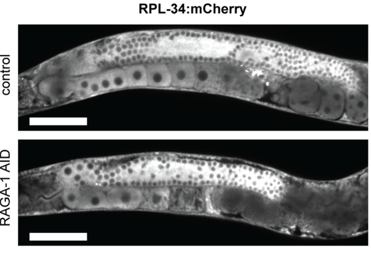 Representative image of RPL-34:mCherry fluorescence in control and auxin treated animals