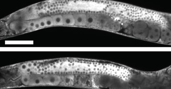 article primary image