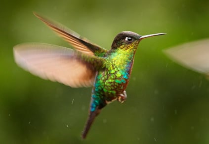hummingbird_439px.jpg