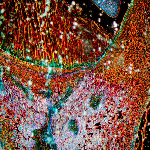 life-sciences_600px.jpg