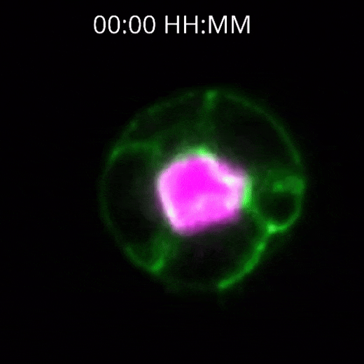 MDCK_Exp45_pos04_with_scales_2D-ezgif.com-optimize.gif