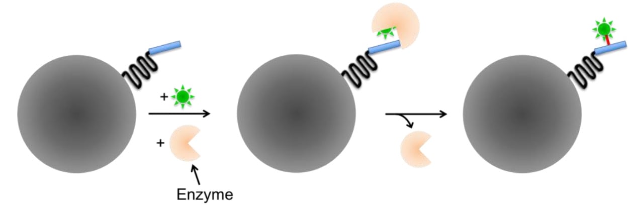 R Small-molecule-tags-enzyme.jpg