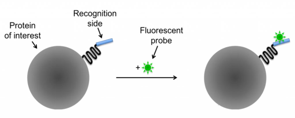 Small-molecule-tags-1024x410.png
