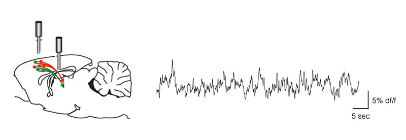 Optical Fiber Photometry_images_1.jpg