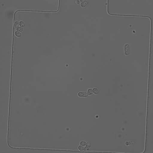 Quantitative Biological_image_2.jpg