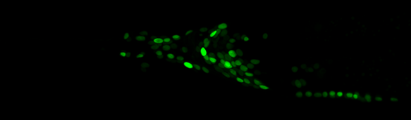 GCaMP Nematode.png