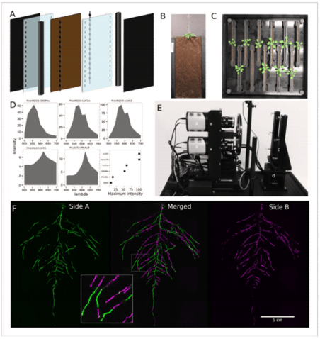 Characterization of Soil-Grown Root Systems_images-1.png