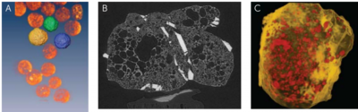 MCT-fig4-6-np-lava-PCL-TCP-PLA-sample-1024x319 (1).png